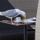 Image for article titled How to Keep Wretched Birds Away from Your Outdoor Dining Setup